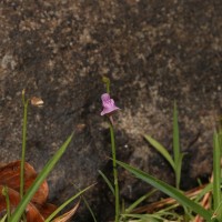 Utricularia graminifolia Vahl